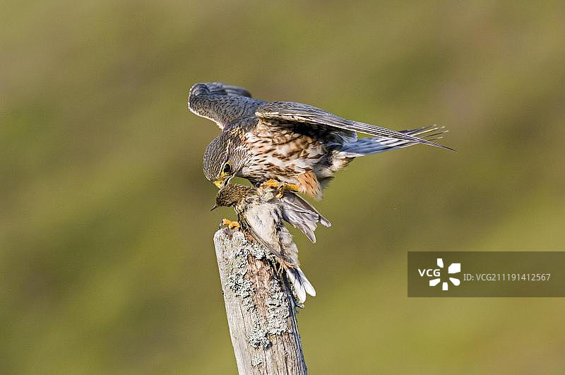 在苏格兰，正在捕食鹨的成年雄性美洲隼图片素材