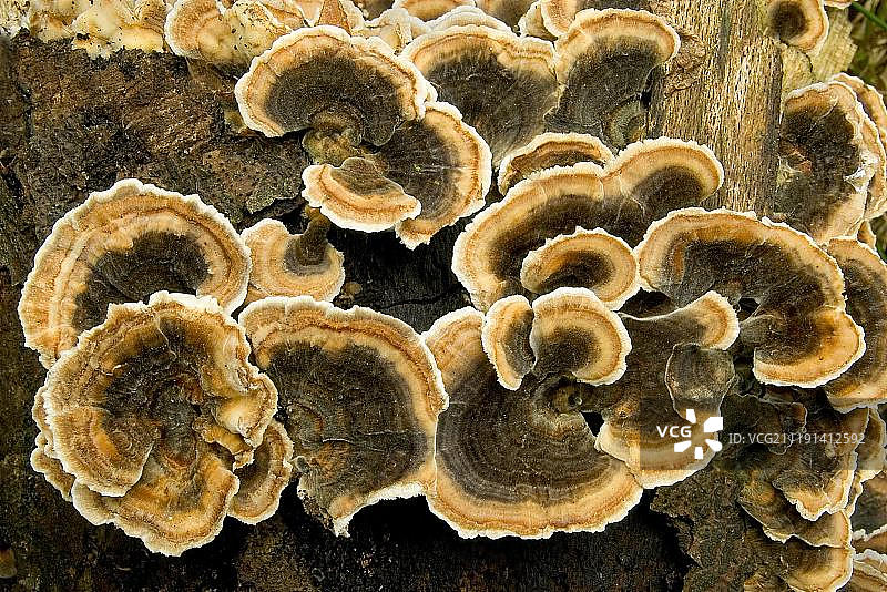 彩色多孔菌子实体图片素材