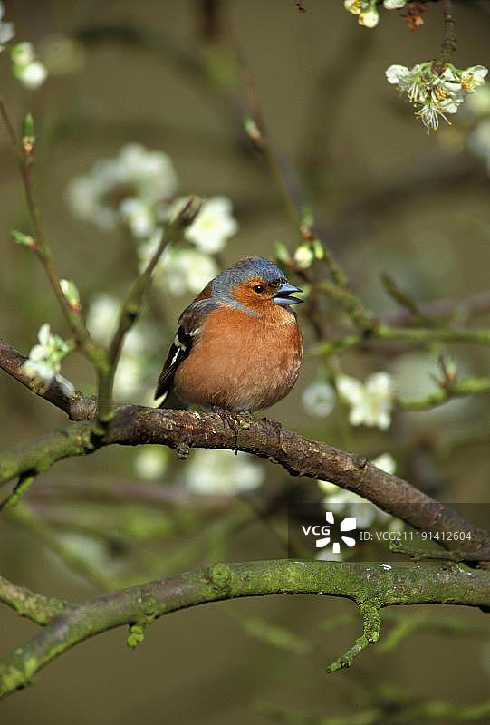 歌唱中的苍头燕雀（雄性）图片素材