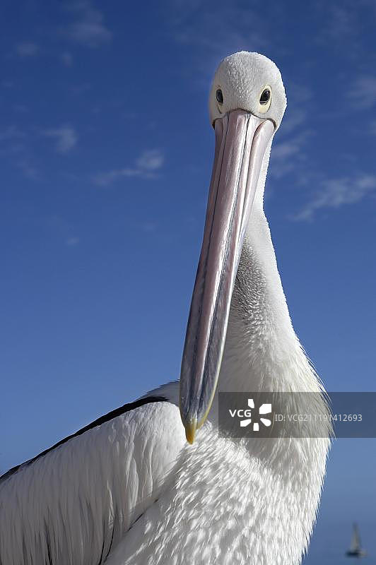 澳洲鹈鹕，成年，鲨鱼湾，西澳大利亚图片素材