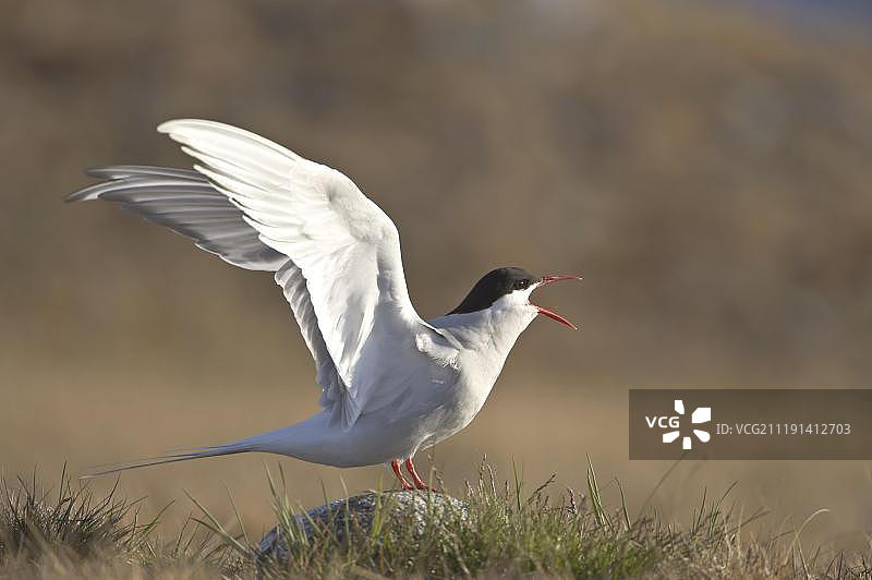 在冰岛Jokulsarlon呼唤的北极燕鸥图片素材