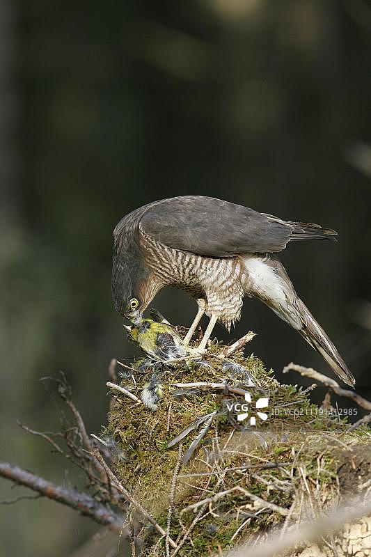 欧亚雀鹰：雌性在拔毛处捕食金翅雀，地点：英国雅芳针叶林图片素材