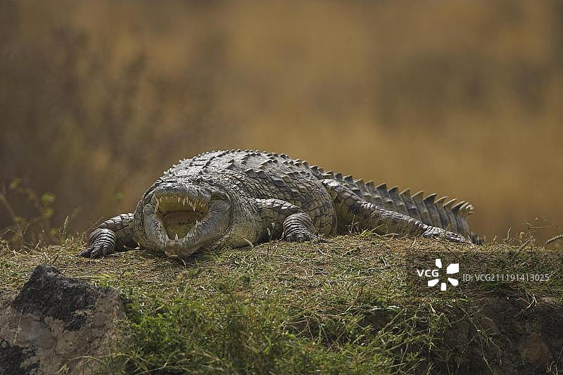 非洲肯尼亚，察沃，成年尼罗鳄在河岸上晒太阳图片素材