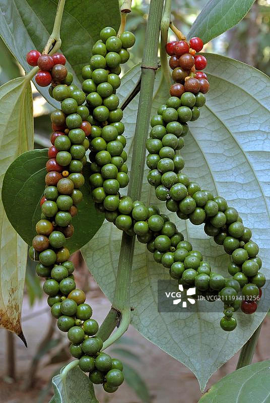 印度喀拉拉邦特里凡得琅的黑胡椒图片素材