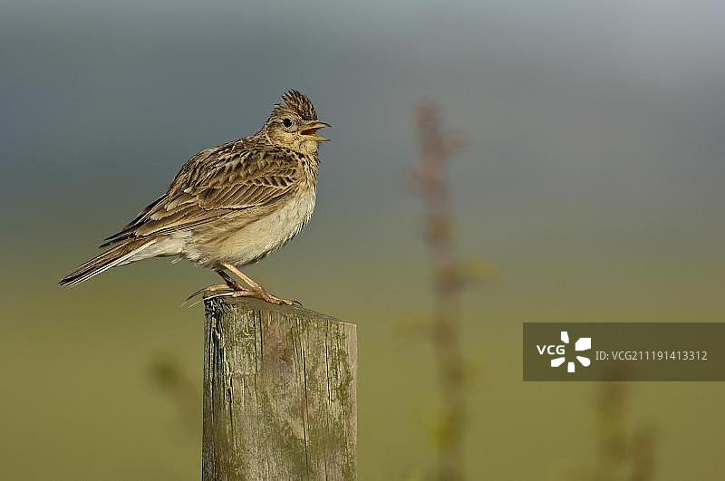 歌唱中的云雀，英国德比郡图片素材