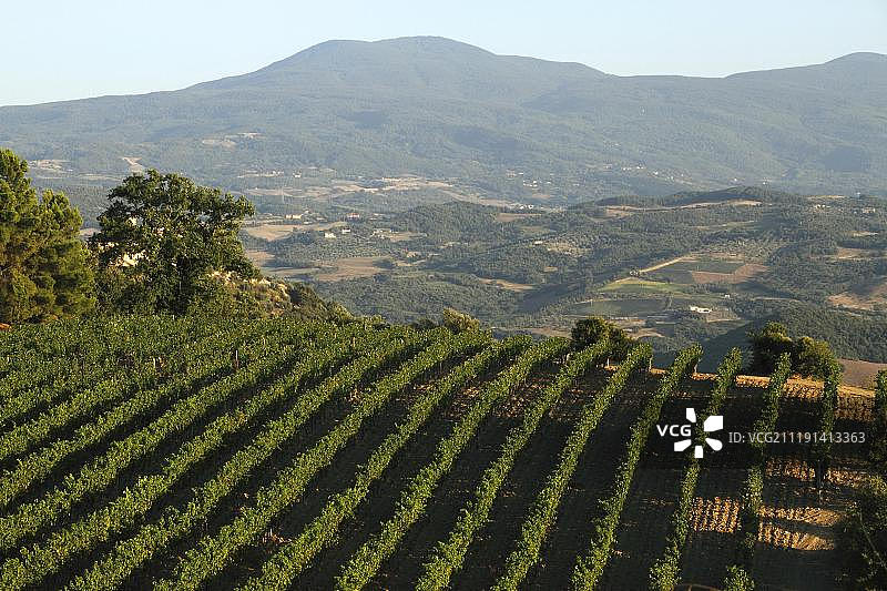 奥尔恰山谷的葡萄园，背面是阿米亚塔山，意大利托斯卡纳，欧洲图片素材