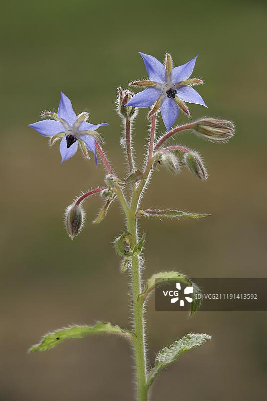 琉璃苣（药用琉璃苣）：花朵、花蕾和多毛的茎图片素材