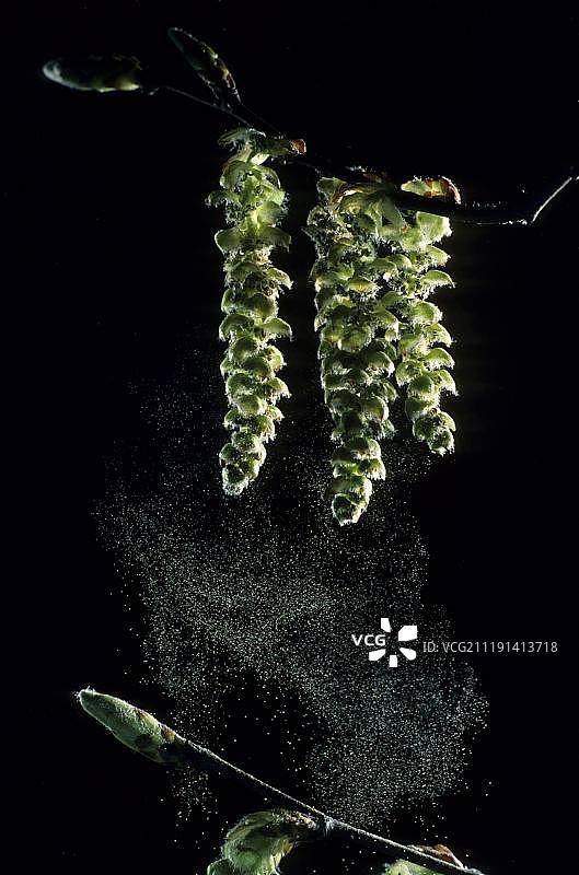 欧洲山毛榉（Fagus sylvatica），柔荑花序散落花粉，英国肯特郡图片素材