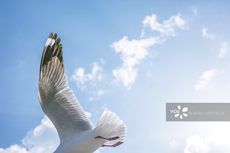 蓝天下飞翔的海鸥图片素材