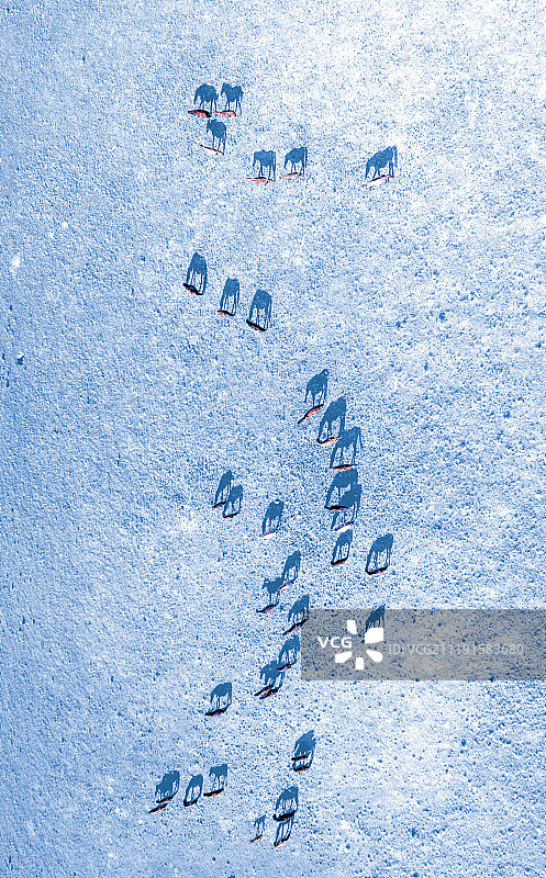 甘肃金昌冬日的草原上奔跑的马群和影子图片素材