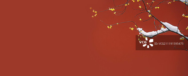 冬季红墙腊梅图片素材