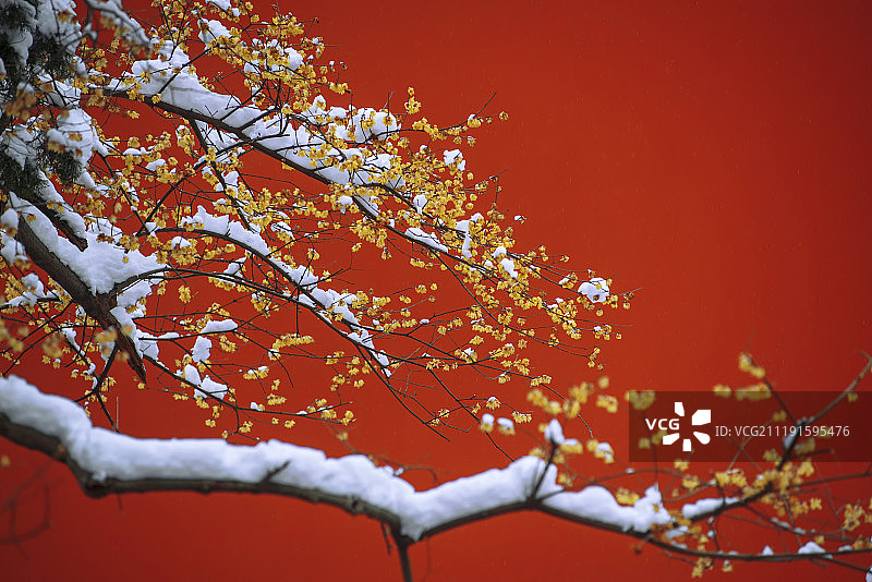 冬季红墙腊梅图片素材