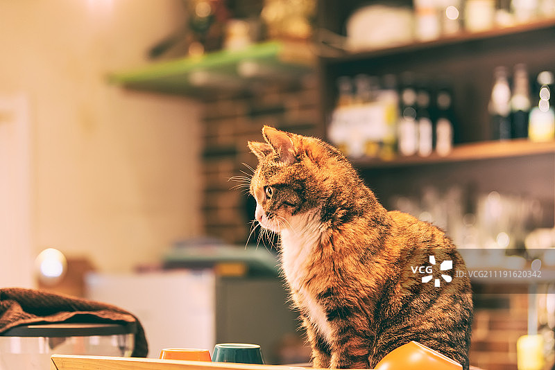 可爱的猫咪图片素材