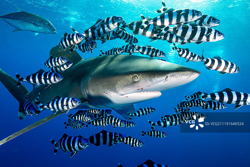 红海远洋白鳍鲨图片素材