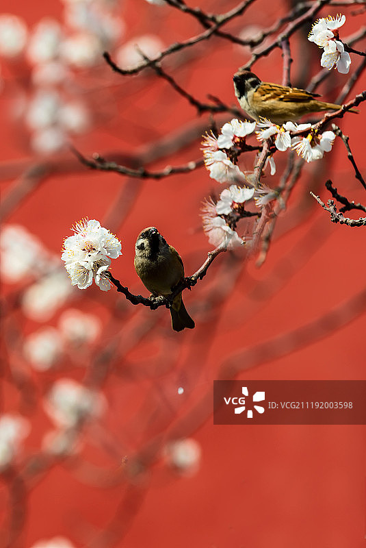 故宫的花图片素材