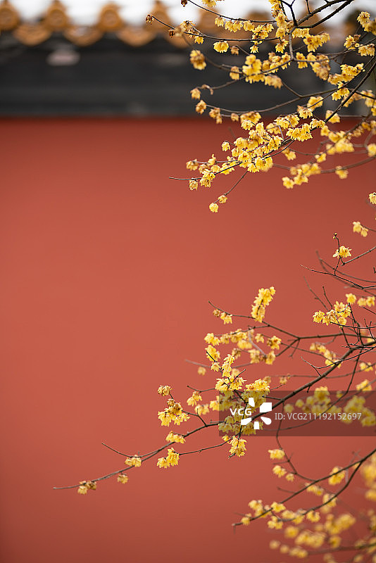 宫墙腊梅图片素材