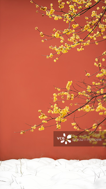 宫墙腊梅图片素材