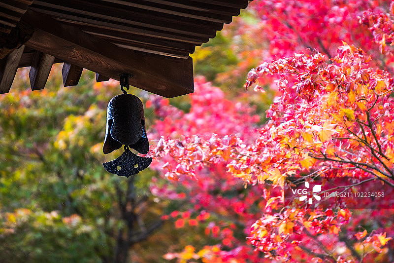 岚山枫叶图片素材