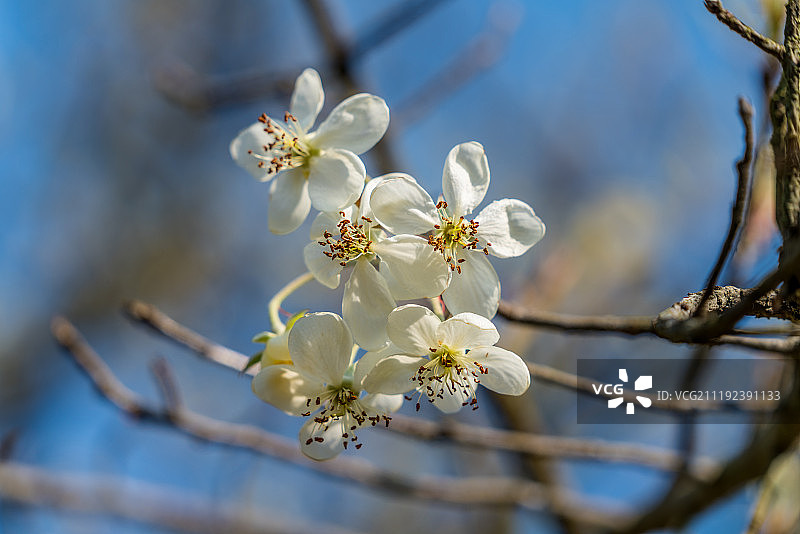 广东肇庆蓝天下的山楂花图片素材