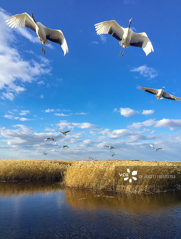 黑龙江省齐齐哈尔扎龙自然保护区丹顶鹤图片素材