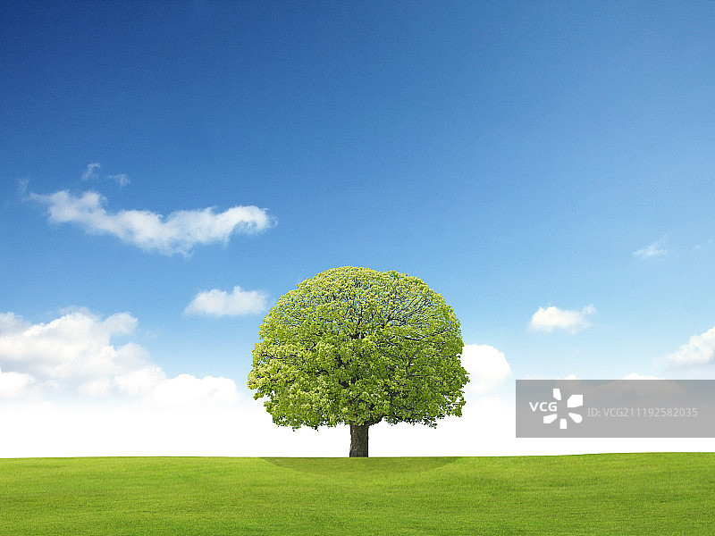 春天，自然，草地，天空，树木图片素材