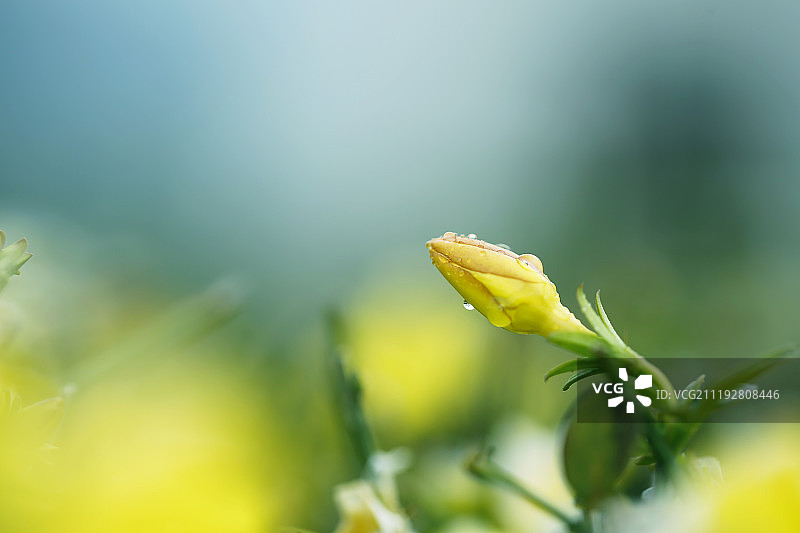 迎春花黄花春天图片素材
