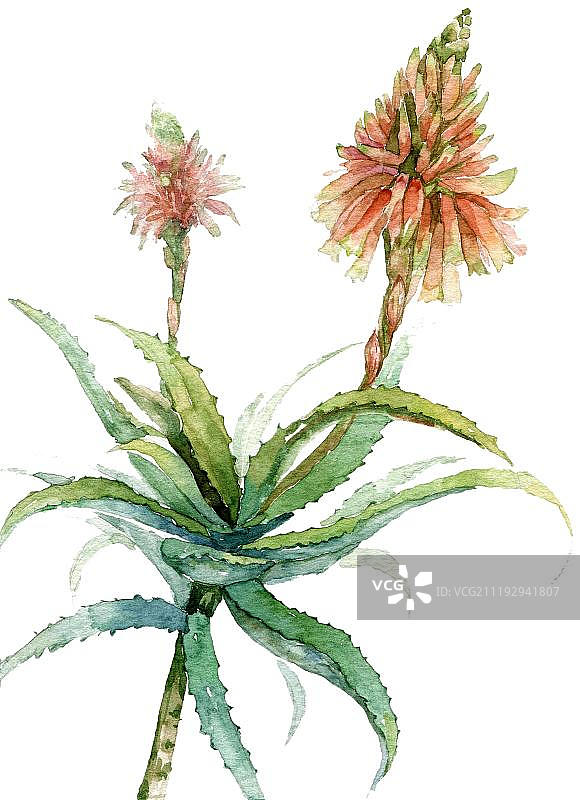 手绘植物芦荟图片素材