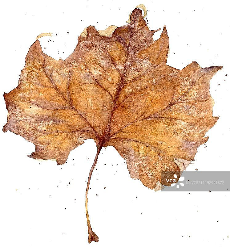 水彩悬铃木树叶图片素材