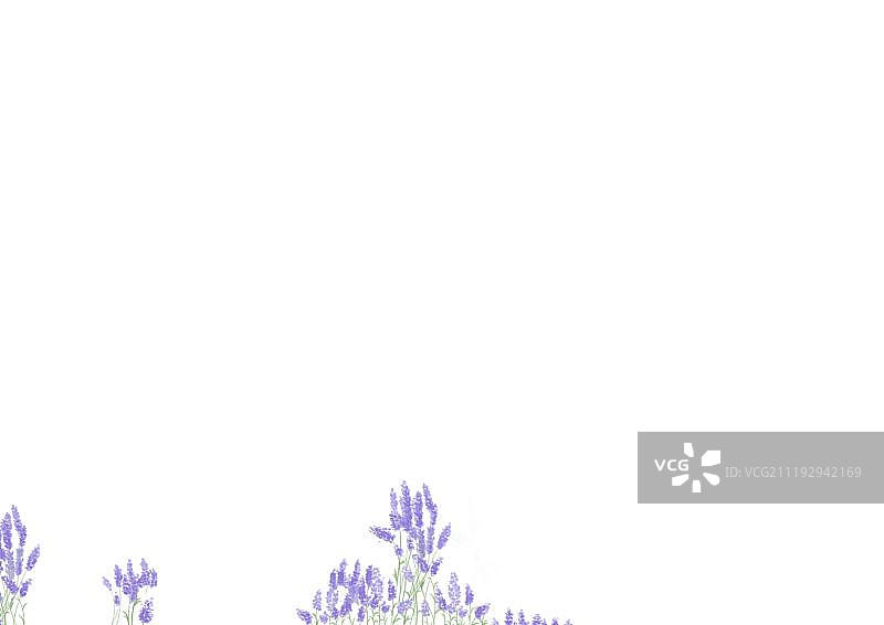 紫色的薰衣草图片素材