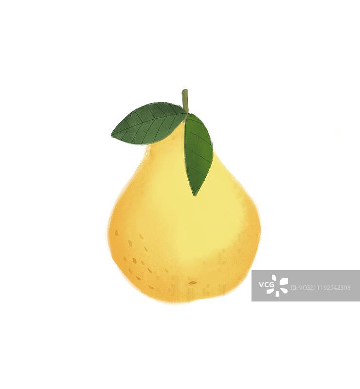 清甜敦实的柚子图片素材