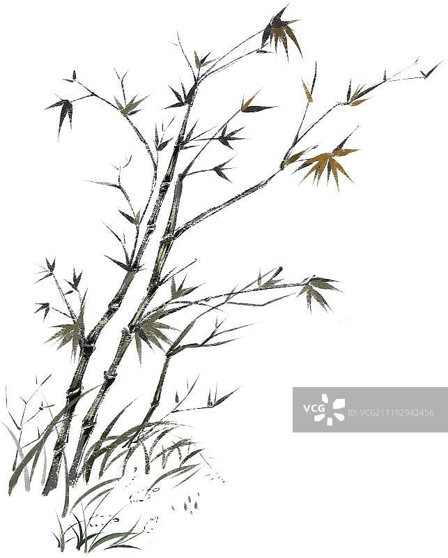 水墨风的竹树图片素材