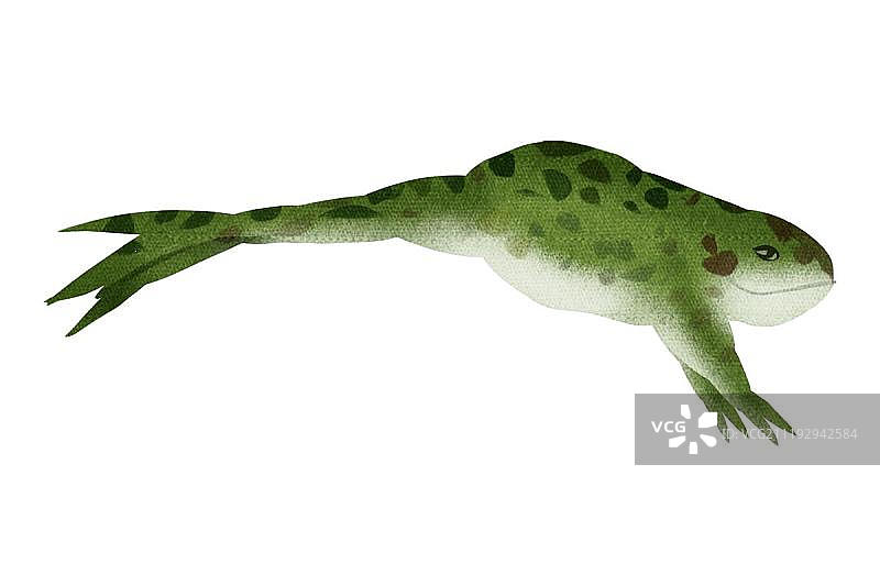 跳跃的蛤蟆图片素材