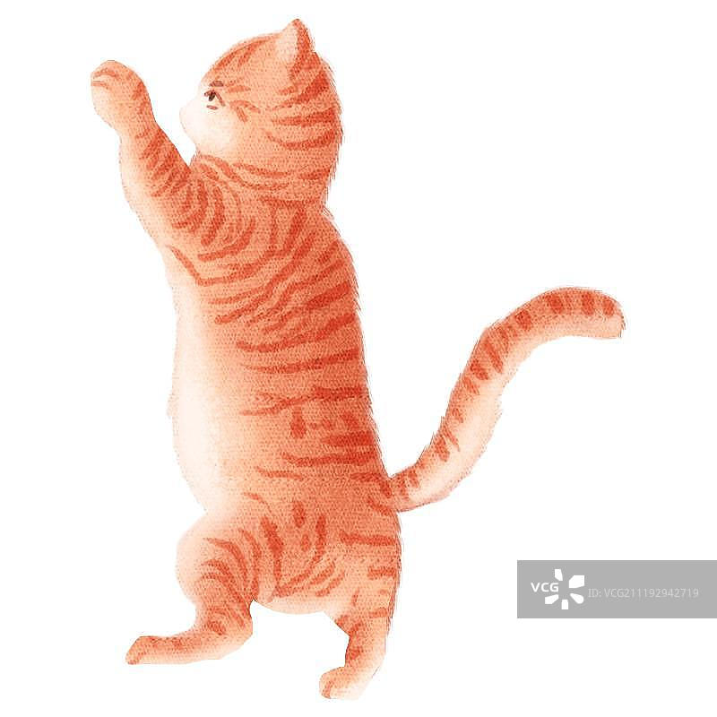 小清新可爱花猫图片素材