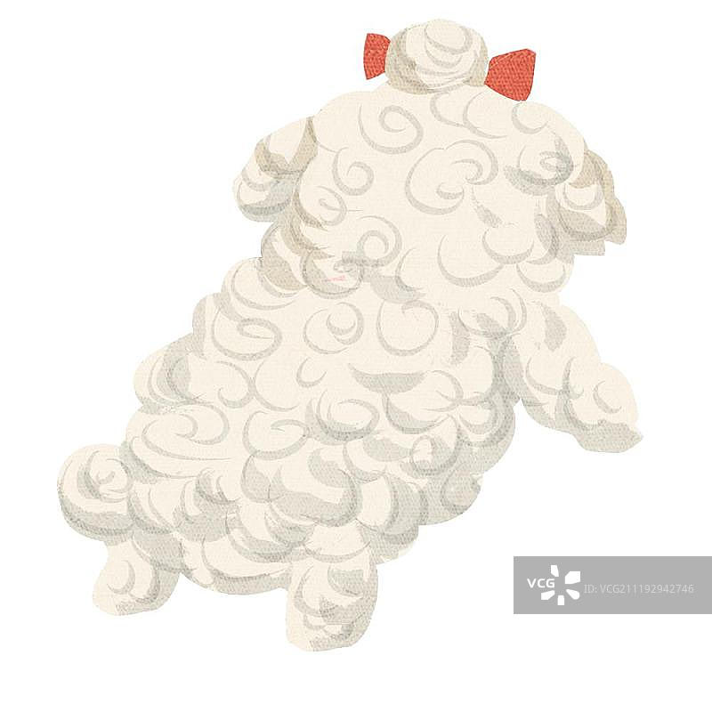 小清新可爱泰迪犬图片素材