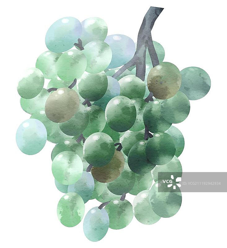 小清新水彩风格水果葡萄图片素材