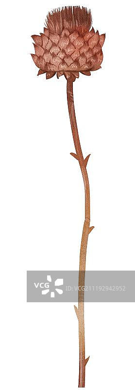 小清新水彩风格干花植物图片素材