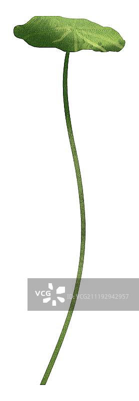 小清新水彩风格浮萍图片素材