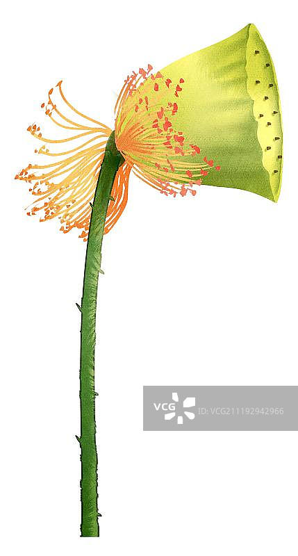 小清新水彩风格荷花图片素材