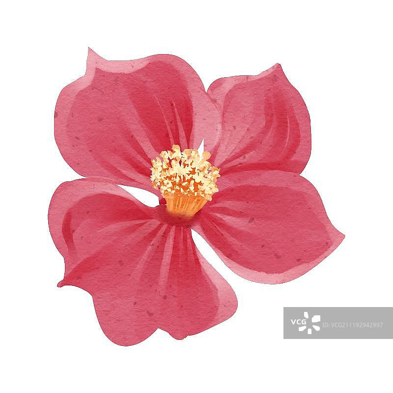 中国风水彩风格梅花花朵图片素材