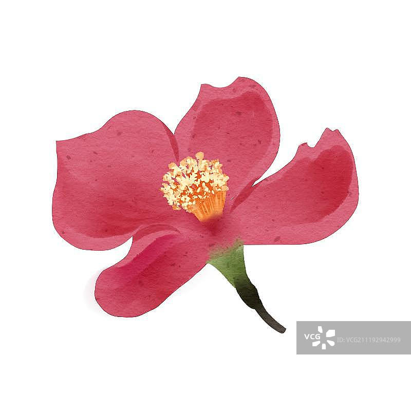 中国风水彩风格梅花花朵图片素材