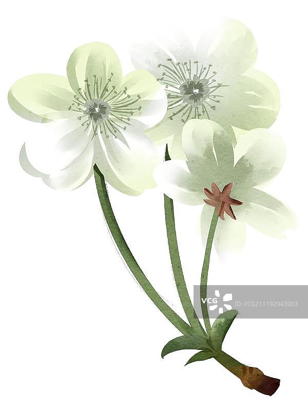 中国风水彩风格海棠花图片素材