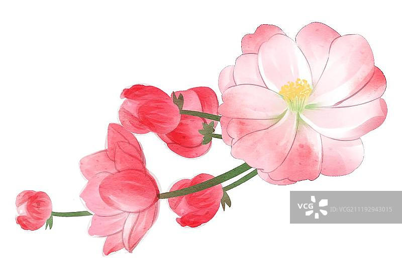 中国风水彩风格梅花图片素材