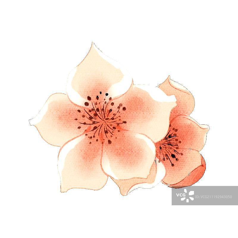 小清新中国风水彩风格梅花图片素材