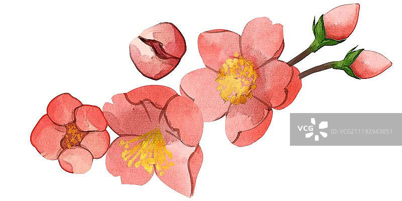 小清新中国风水彩风格梅花图片素材