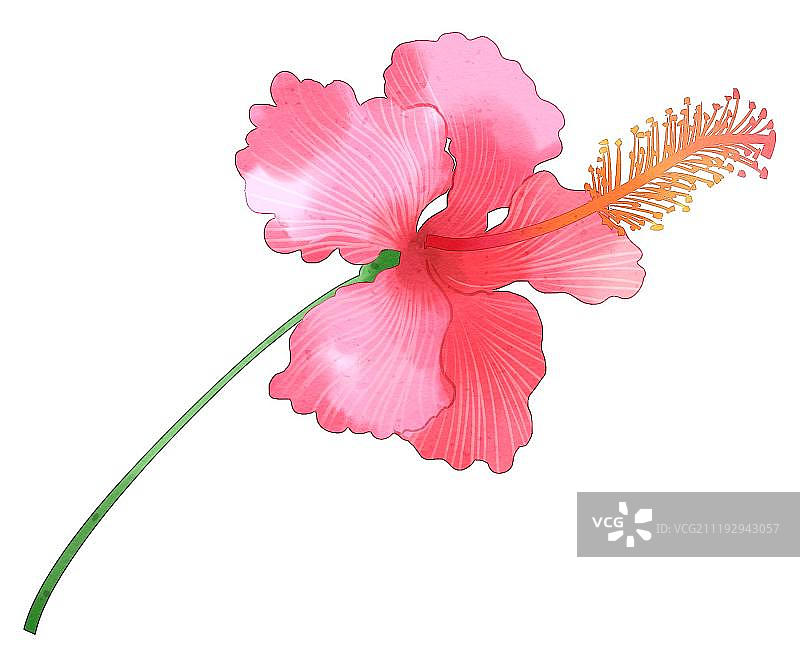 小清新中国风水彩风格扶桑花图片素材