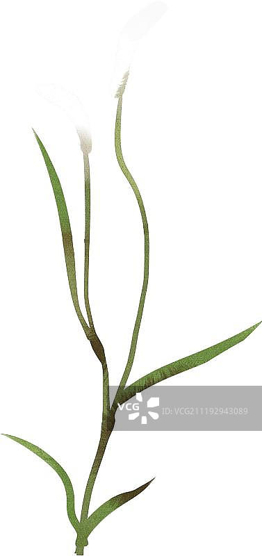 小清新狗尾巴草图片素材