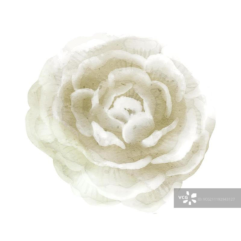 小清新水彩风格多瓣山茶花图片素材