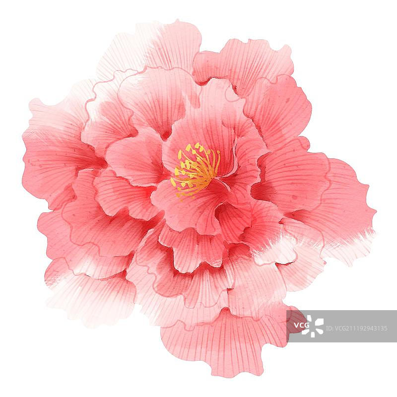 小清新水彩风格芙蓉花图片素材