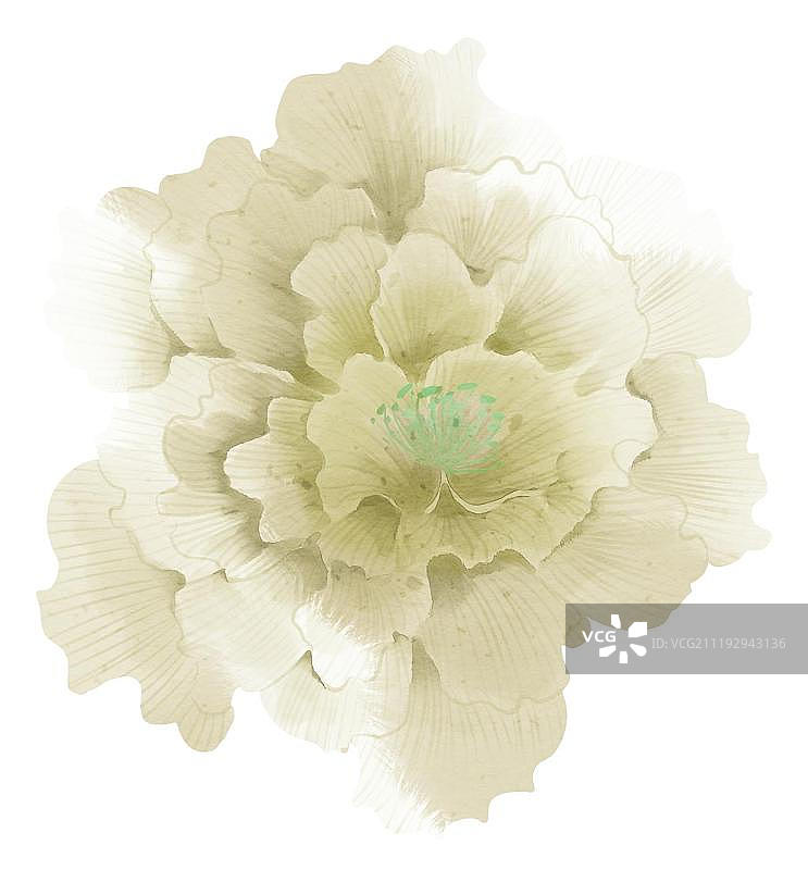 小清新水彩风格芙蓉花图片素材