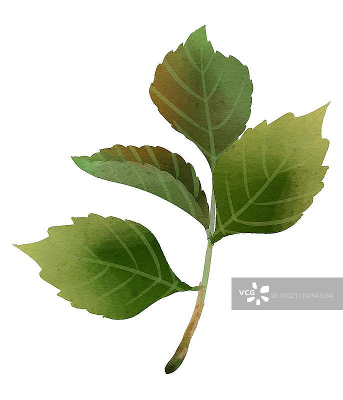 小清新水彩风格凌霄花叶子图片素材
